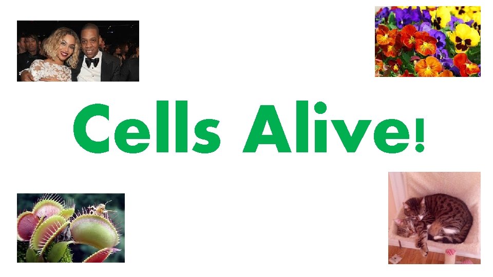 Cells Alive! 