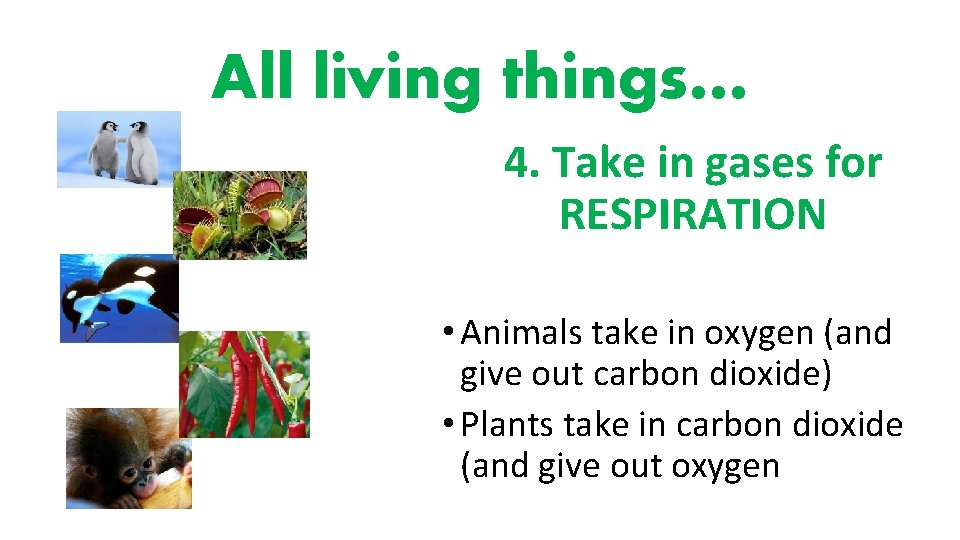 All living things… 4. Take in gases for RESPIRATION • Animals take in oxygen