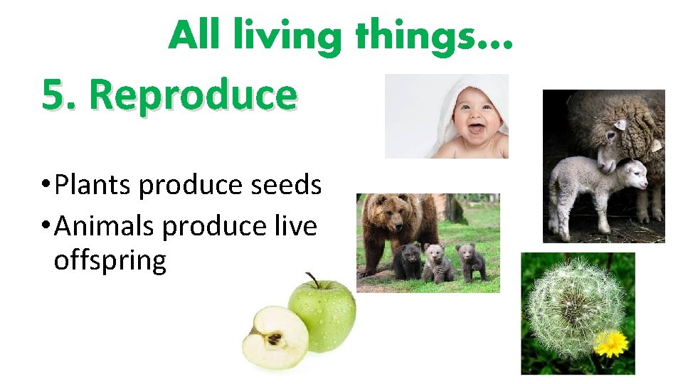 All living things… 5. Reproduce • Plants produce seeds • Animals produce live offspring