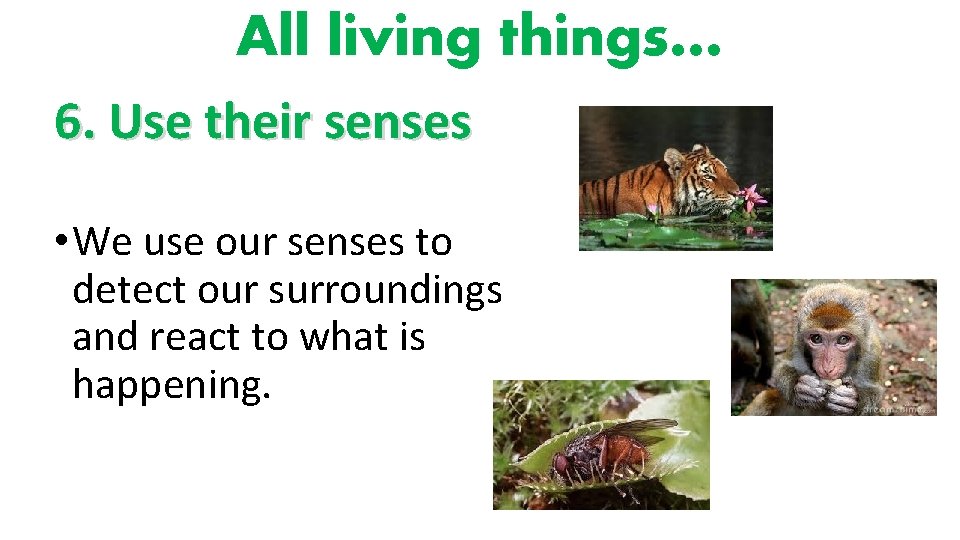 All living things… 6. Use their senses • We use our senses to detect
