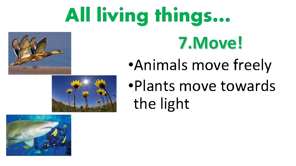 All living things… 7. Move! • Animals move freely • Plants move towards the