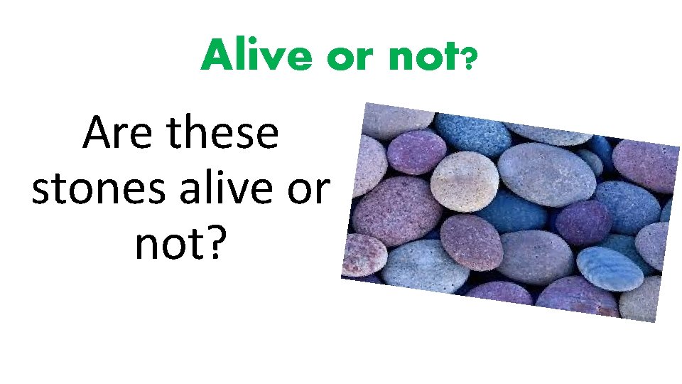 Alive or not? Are these stones alive or not? 