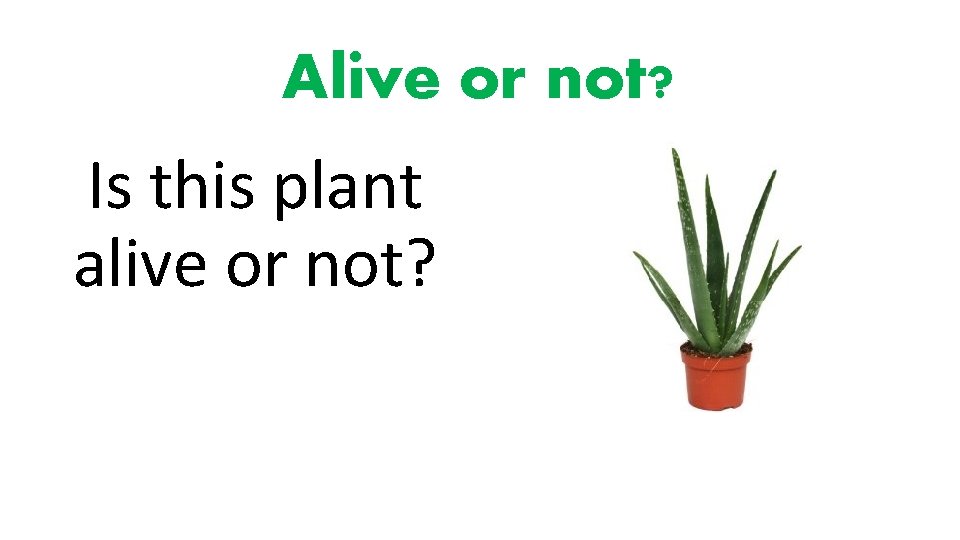 Alive or not? Is this plant alive or not? 