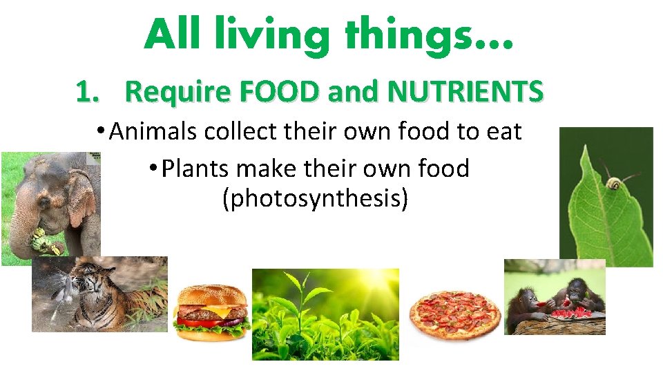 All living things… 1. Require FOOD and NUTRIENTS • Animals collect their own food