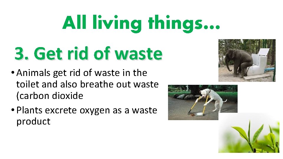 All living things… 3. Get rid of waste • Animals get rid of waste