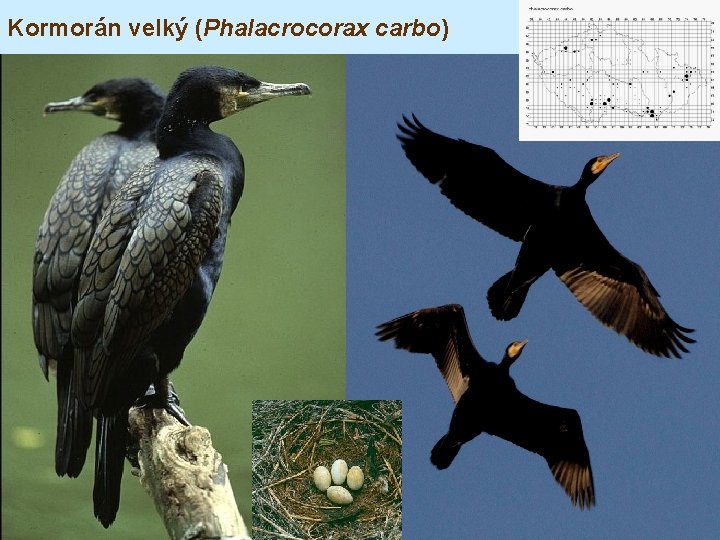 Kormorán velký (Phalacrocorax carbo) 
