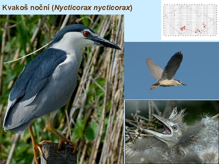 Kvakoš noční (Nycticorax nycticorax) 