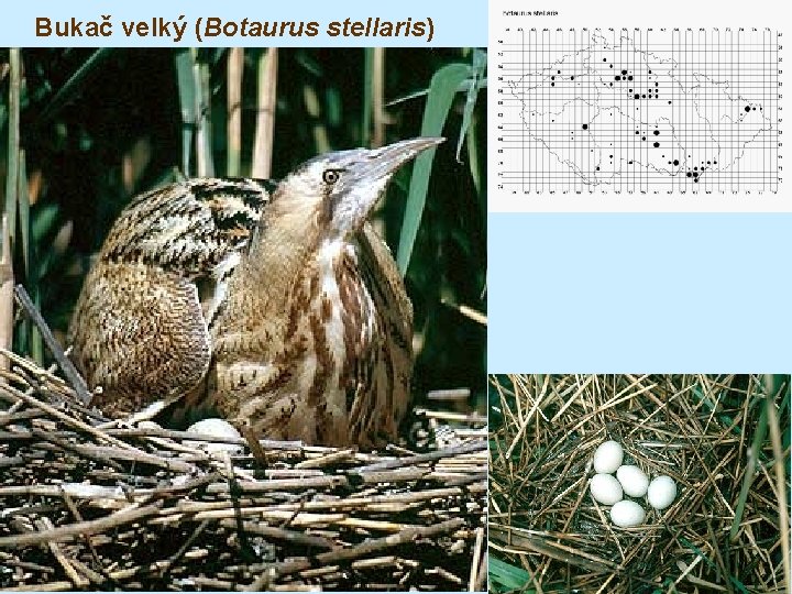 Bukač velký (Botaurus stellaris) 