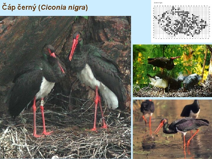 Čáp černý (Ciconia nigra) 