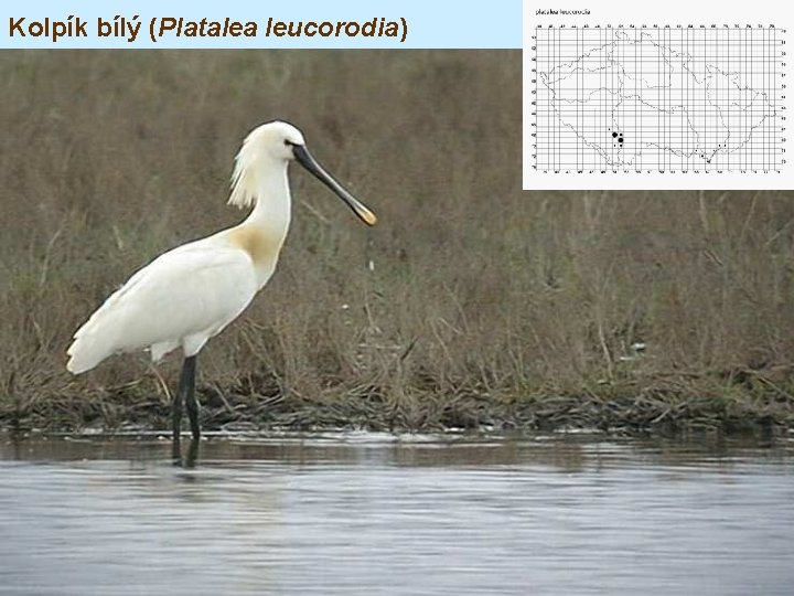 Kolpík bílý (Platalea leucorodia) 