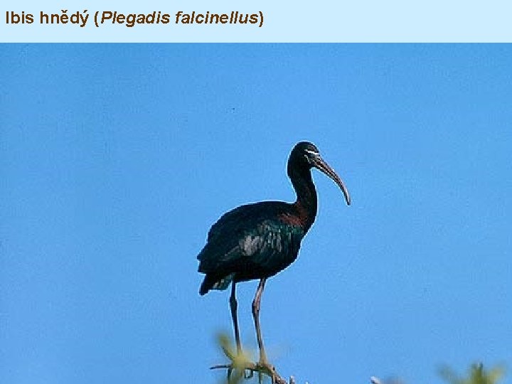 Ibis hnědý (Plegadis falcinellus) 