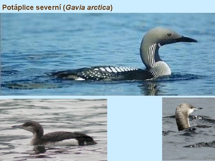 Potáplice severní (Gavia arctica) 