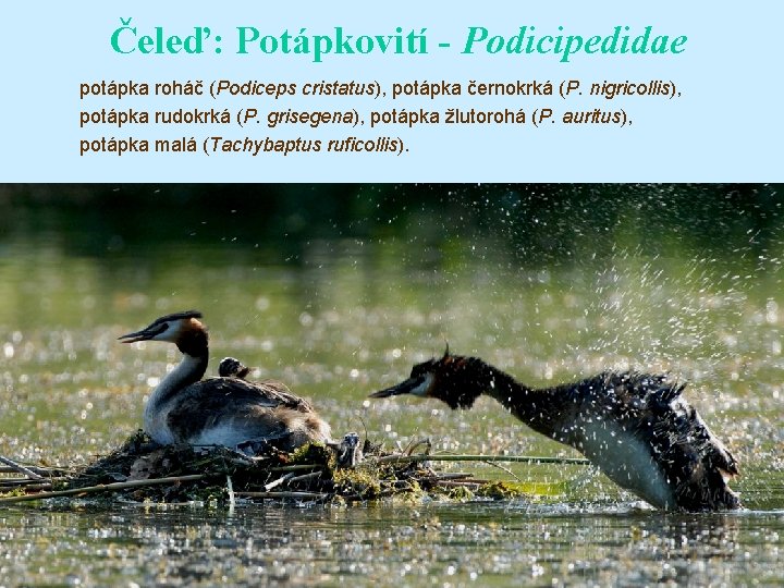 Čeleď: Potápkovití - Podicipedidae potápka roháč (Podiceps cristatus), potápka černokrká (P. nigricollis), potápka rudokrká