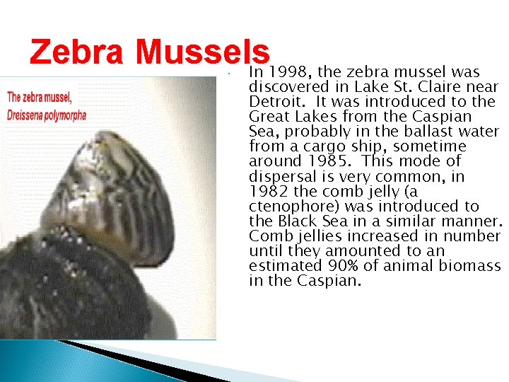 Zebra Mussels In 1998, the zebra mussel was discovered in Lake St. Claire near