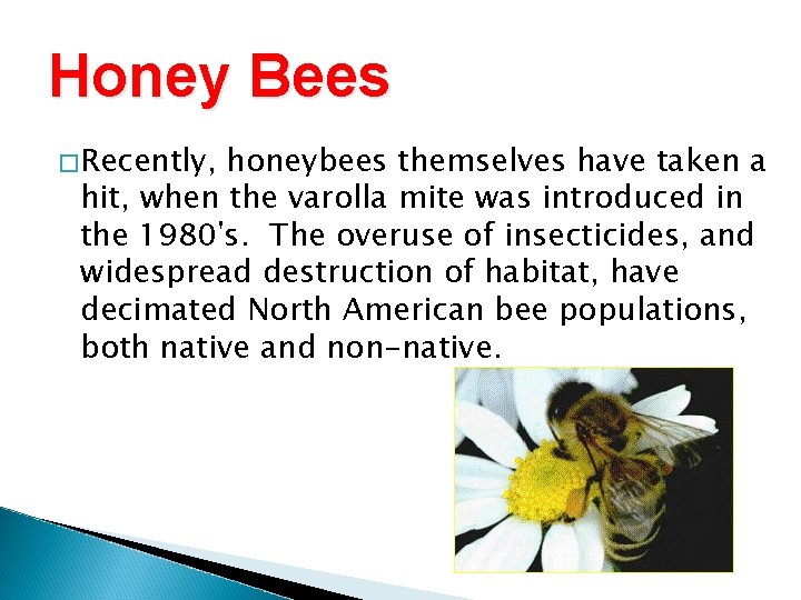 Honey Bees �Recently, honeybees themselves have taken a hit, when the varolla mite was
