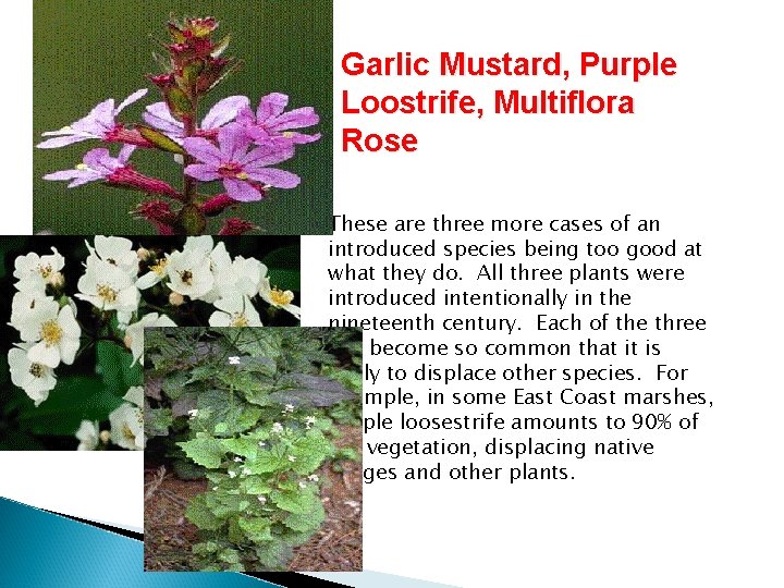 Garlic Mustard, Purple Loostrife, Multiflora Rose �These are three more cases of an introduced