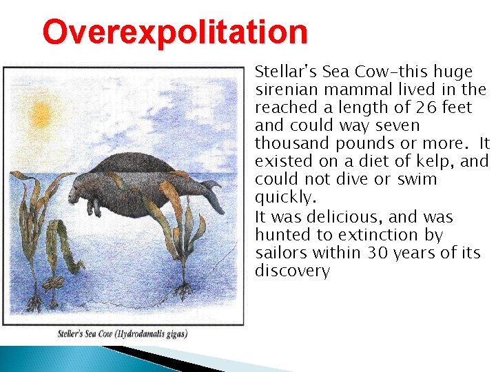 Overexpolitation Stellar's Sea Cow-this huge sirenian mammal lived in the reached a length of
