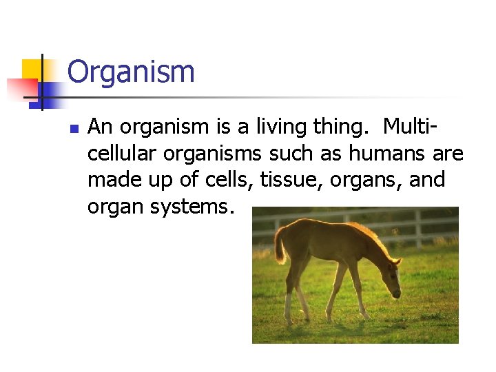 Organism n An organism is a living thing. Multicellular organisms such as humans are