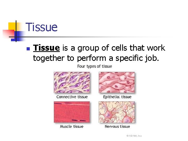 Tissue n Tissue is a group of cells that work together to perform a
