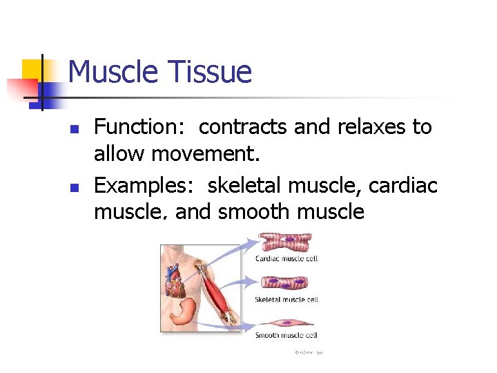 Muscle Tissue n n Function: contracts and relaxes to allow movement. Examples: skeletal muscle,