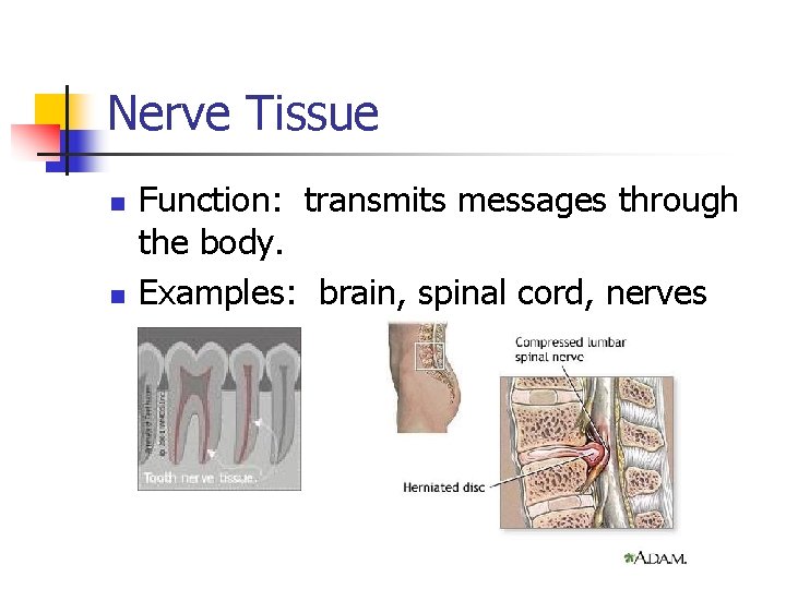 Nerve Tissue n n Function: transmits messages through the body. Examples: brain, spinal cord,