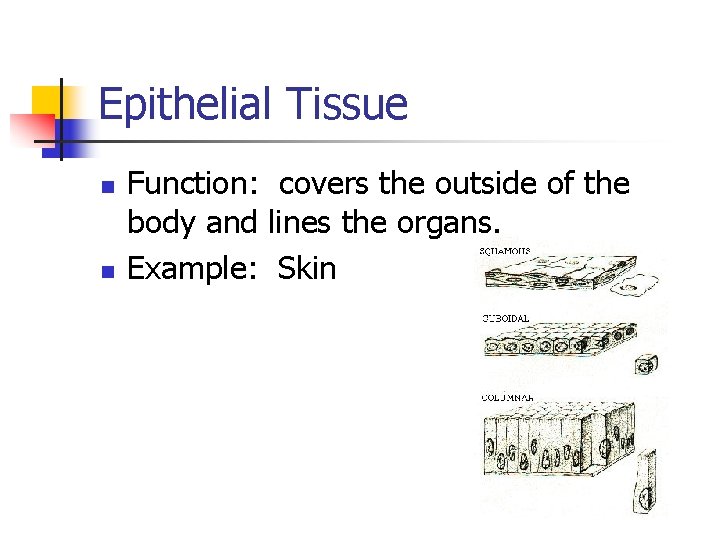 Epithelial Tissue n n Function: covers the outside of the body and lines the