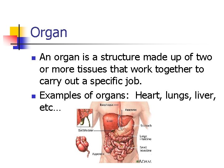 Organ n n An organ is a structure made up of two or more