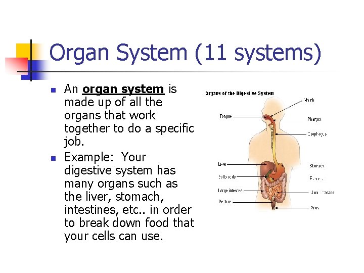 Organ System (11 systems) n n An organ system is made up of all