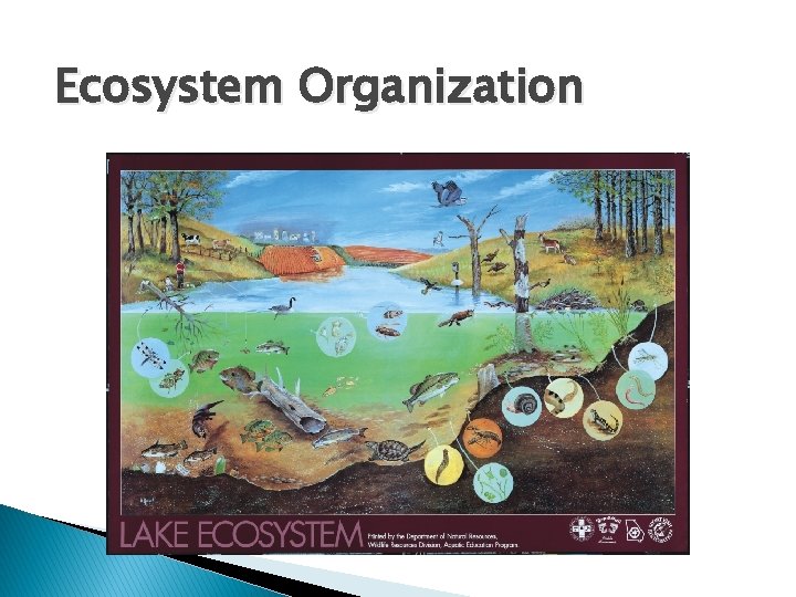 Ecosystem Organization 