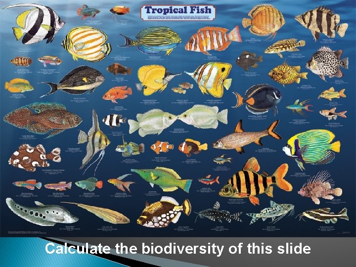 Calculate the biodiversity of this slide 