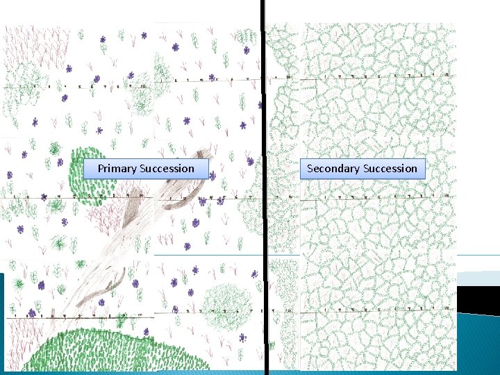 Primary Succession Secondary Succession 