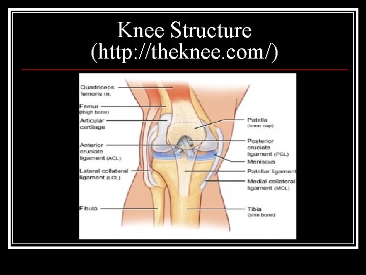 Knee Structure (http: //theknee. com/) 
