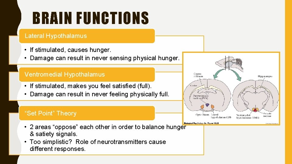BRAIN FUNCTIONS Lateral Hypothalamus • If stimulated, causes hunger. • Damage can result in