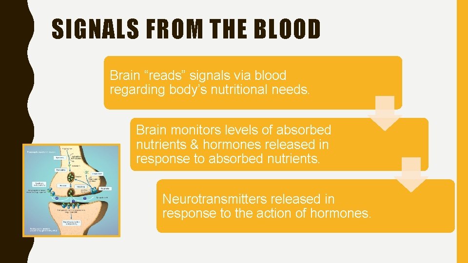 SIGNALS FROM THE BLOOD Brain “reads” signals via blood regarding body’s nutritional needs. Brain