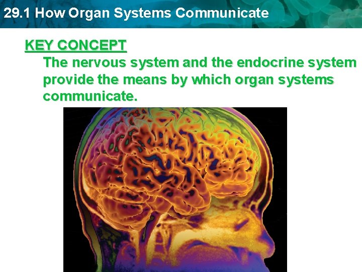 29. 1 How Organ Systems Communicate KEY CONCEPT The nervous system and the endocrine 29. 1 How Organ Systems Communicate KEY CONCEPT The nervous system and the endocrine