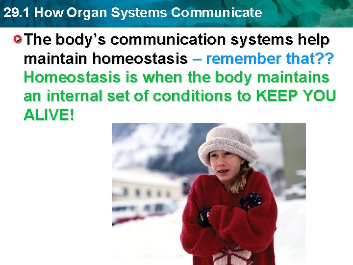 29. 1 How Organ Systems Communicate The body’s communication systems help maintain homeostasis – 29. 1 How Organ Systems Communicate The body’s communication systems help maintain homeostasis –