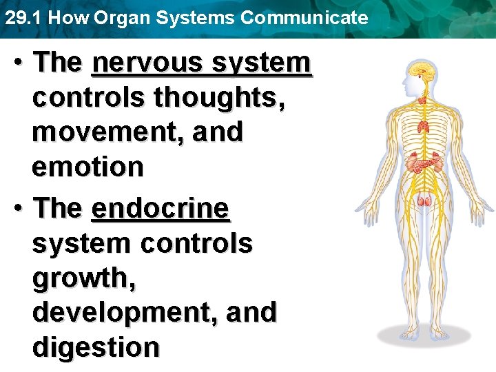 29. 1 How Organ Systems Communicate • The nervous system controls thoughts, movement, and 29. 1 How Organ Systems Communicate • The nervous system controls thoughts, movement, and