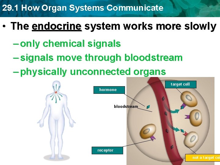29. 1 How Organ Systems Communicate • The endocrine system works more slowly – 29. 1 How Organ Systems Communicate • The endocrine system works more slowly –