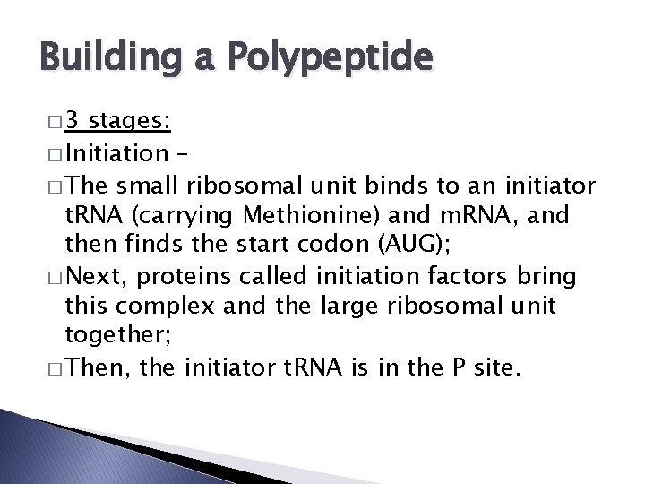 Building a Polypeptide � 3 stages: � Initiation – � The small ribosomal unit