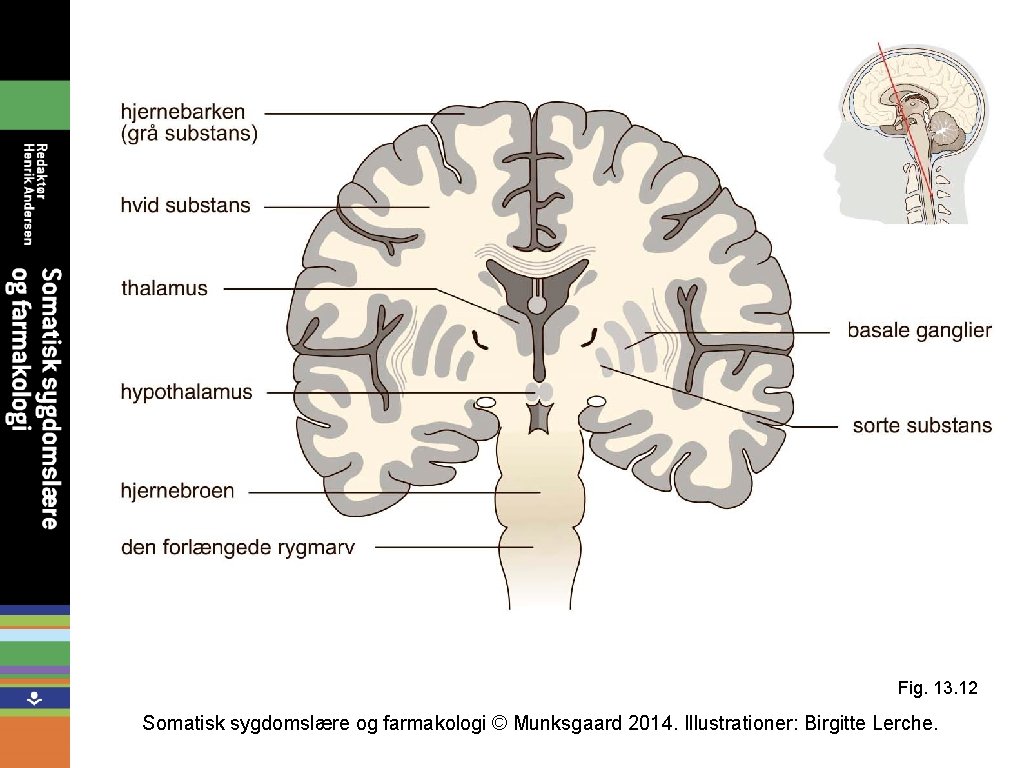Fig. 13. 12 Somatisk sygdomslære og farmakologi © Munksgaard 2014. Illustrationer: Birgitte Lerche. 