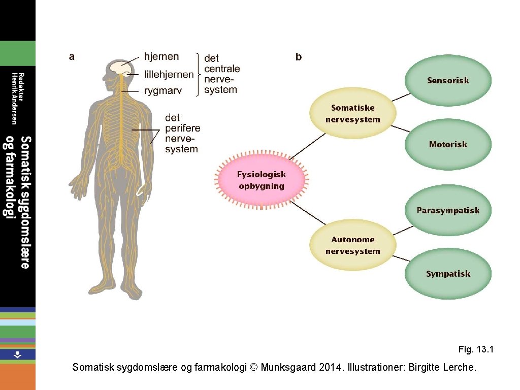 Fig. 13. 1 Somatisk sygdomslære og farmakologi © Munksgaard 2014. Illustrationer: Birgitte Lerche. 