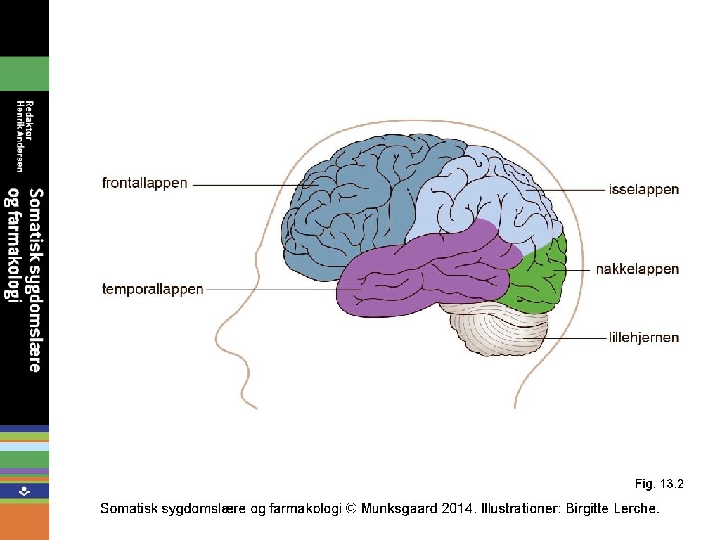 Fig. 13. 2 Somatisk sygdomslære og farmakologi © Munksgaard 2014. Illustrationer: Birgitte Lerche. 