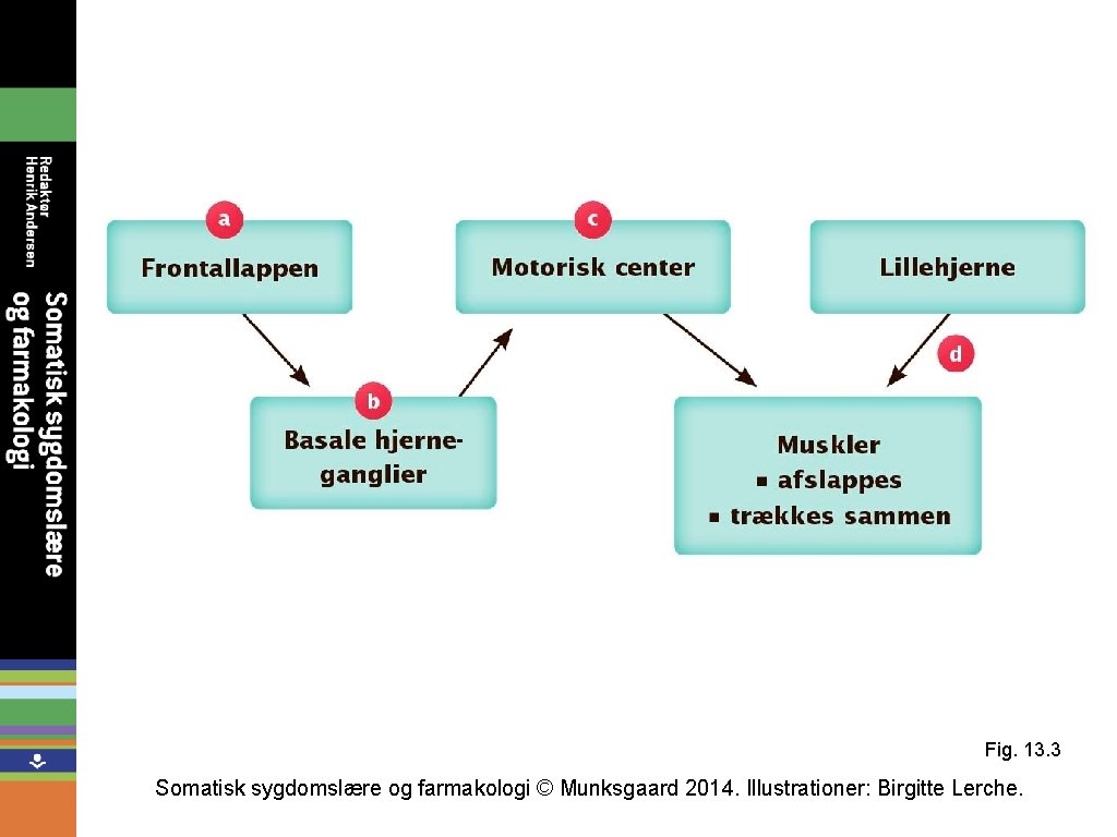 Fig. 13. 3 Somatisk sygdomslære og farmakologi © Munksgaard 2014. Illustrationer: Birgitte Lerche. 