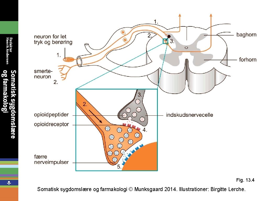 Fig. 13. 4 Somatisk sygdomslære og farmakologi © Munksgaard 2014. Illustrationer: Birgitte Lerche. 