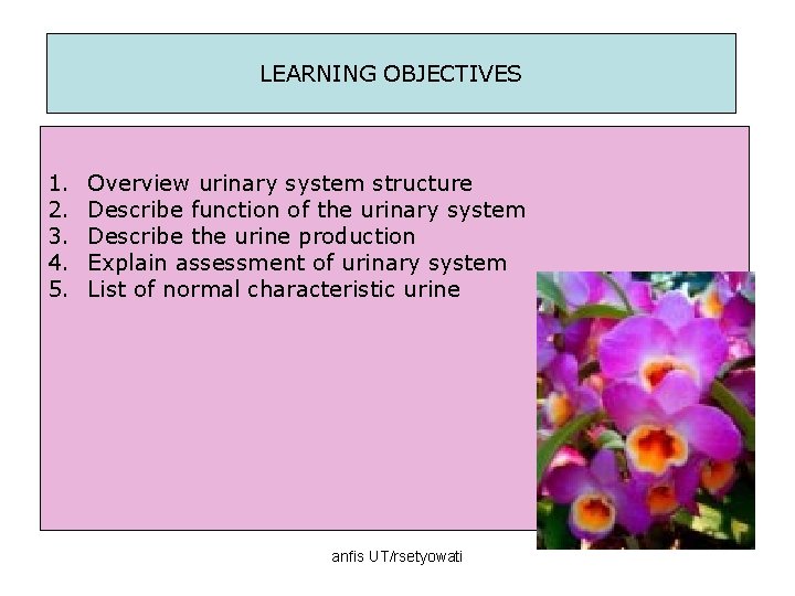 LEARNING OBJECTIVES 1. 2. 3. 4. 5. Overview urinary system structure Describe function of