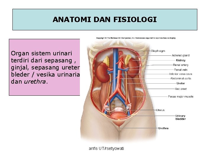 ANATOMI DAN FISIOLOGI Organ sistem urinari terdiri dari sepasang , ginjal, sepasang ureter bleder