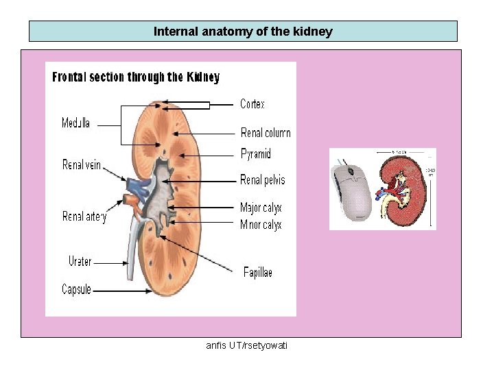 Internal anatomy of the kidney anfis UT/rsetyowati 