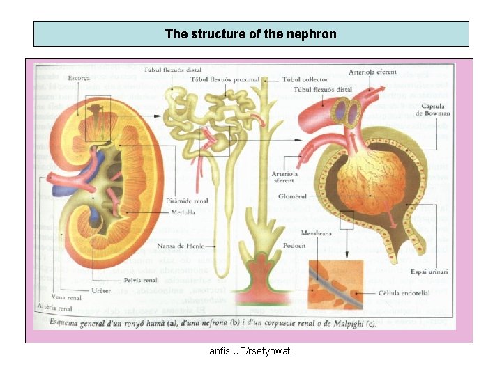 The structure of the nephron anfis UT/rsetyowati 