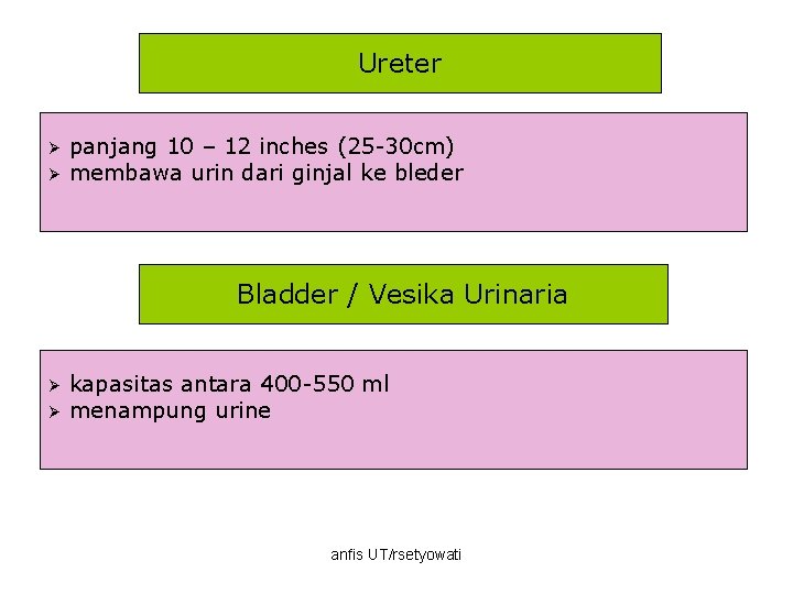 Ureter Ø Ø panjang 10 – 12 inches (25 -30 cm) membawa urin dari