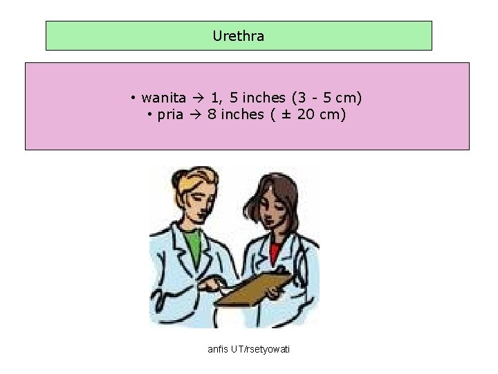 Urethra • wanita 1, 5 inches (3 - 5 cm) • pria 8 inches